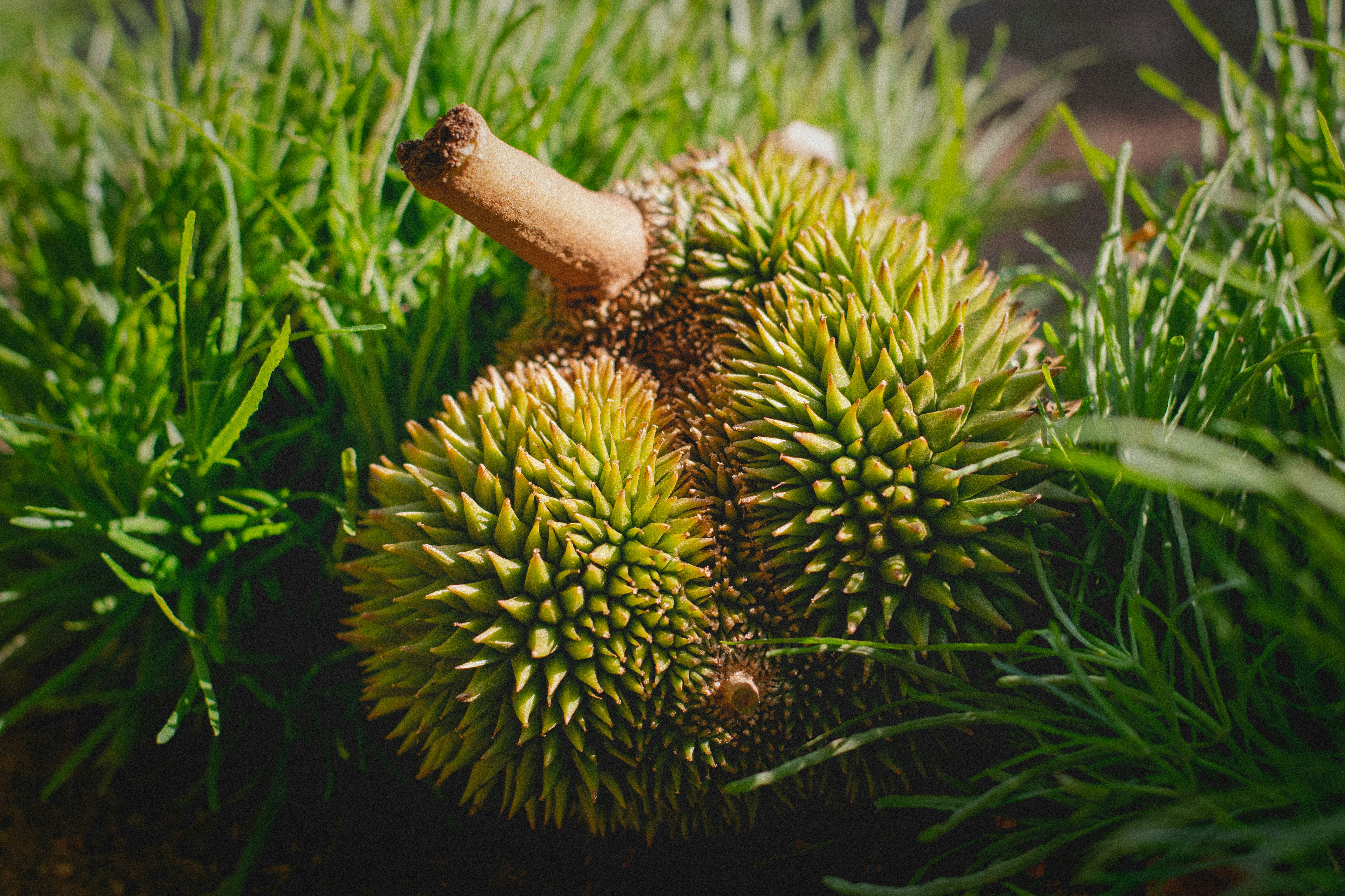 Durian Musang King