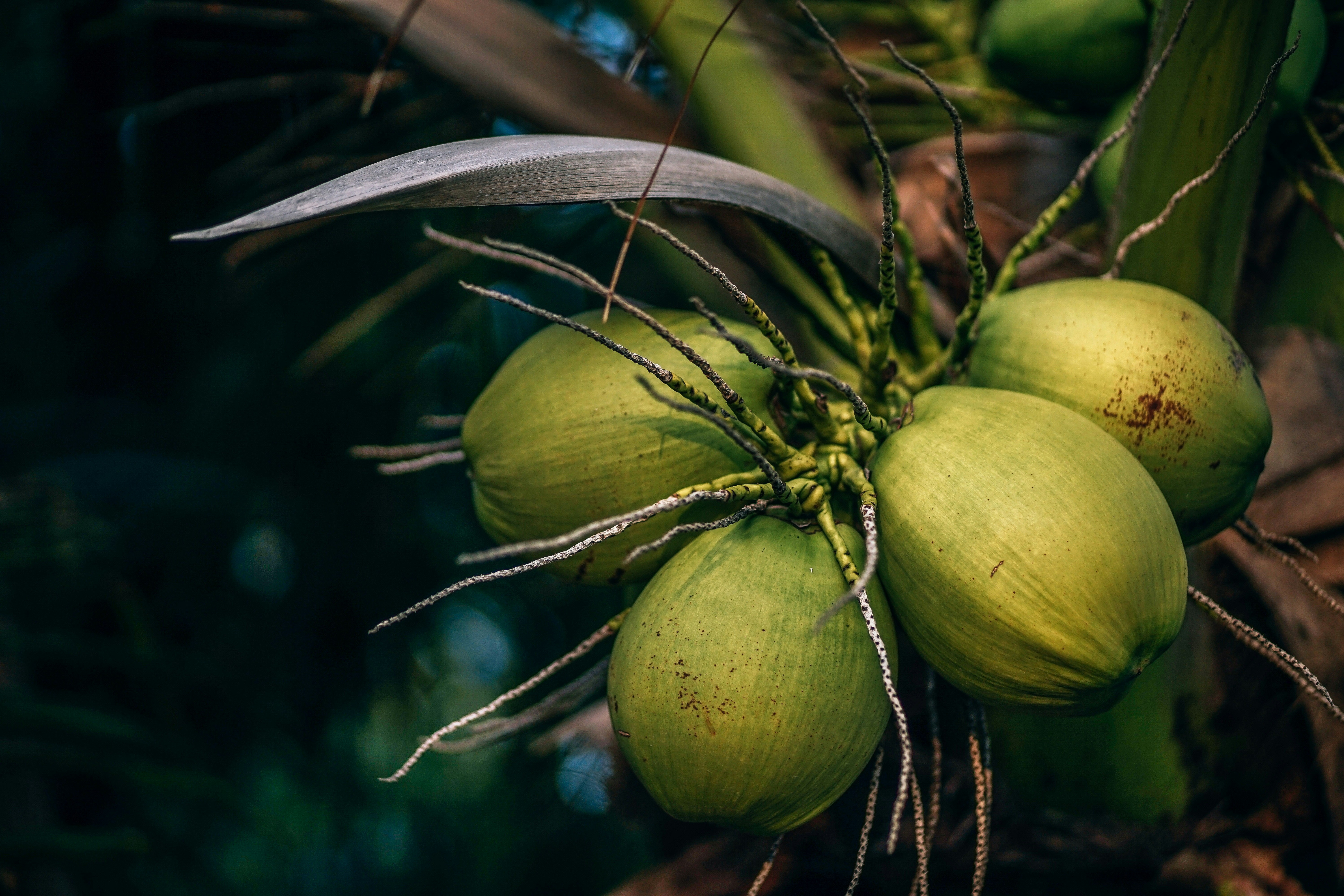 Kelapa
