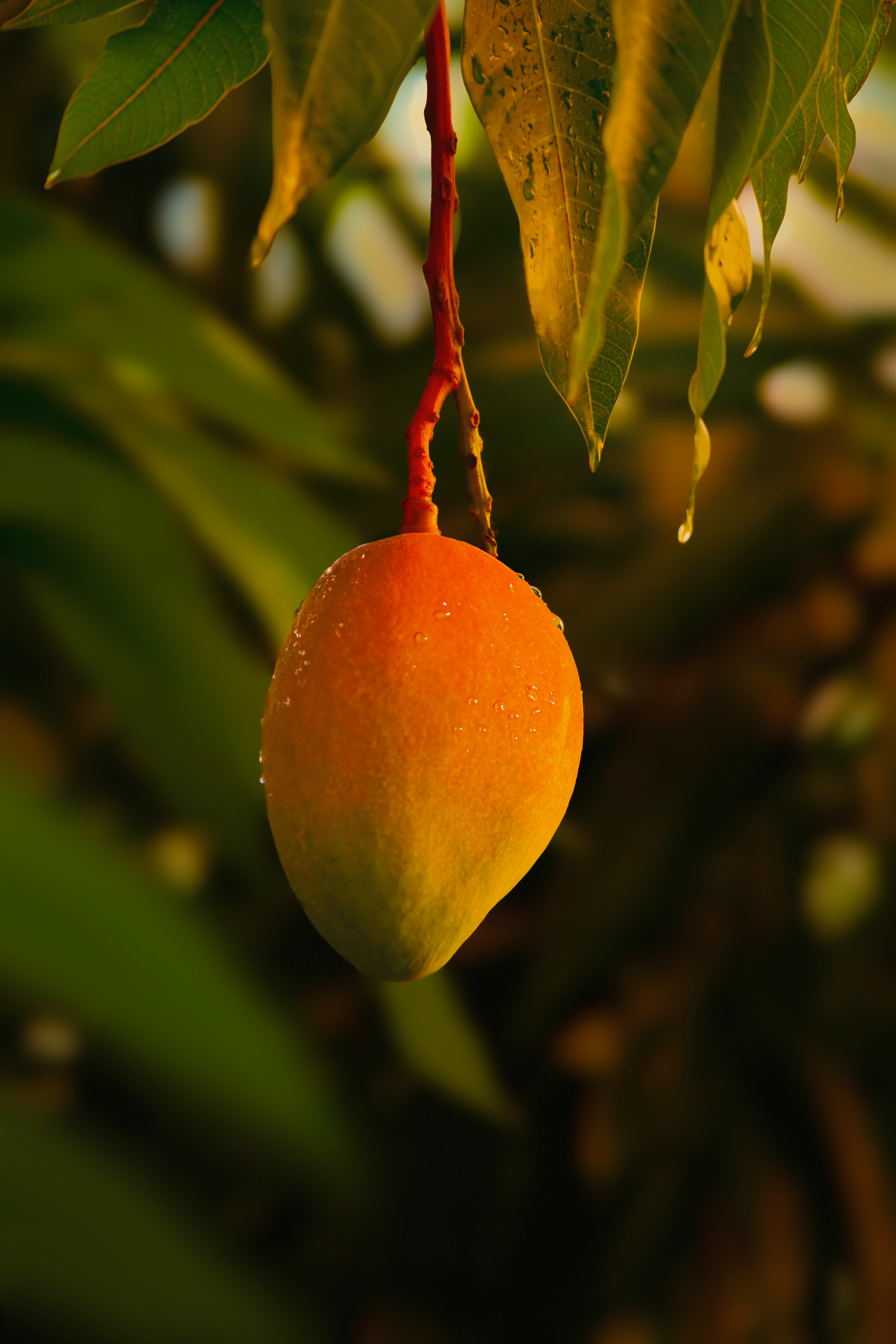 Mangga