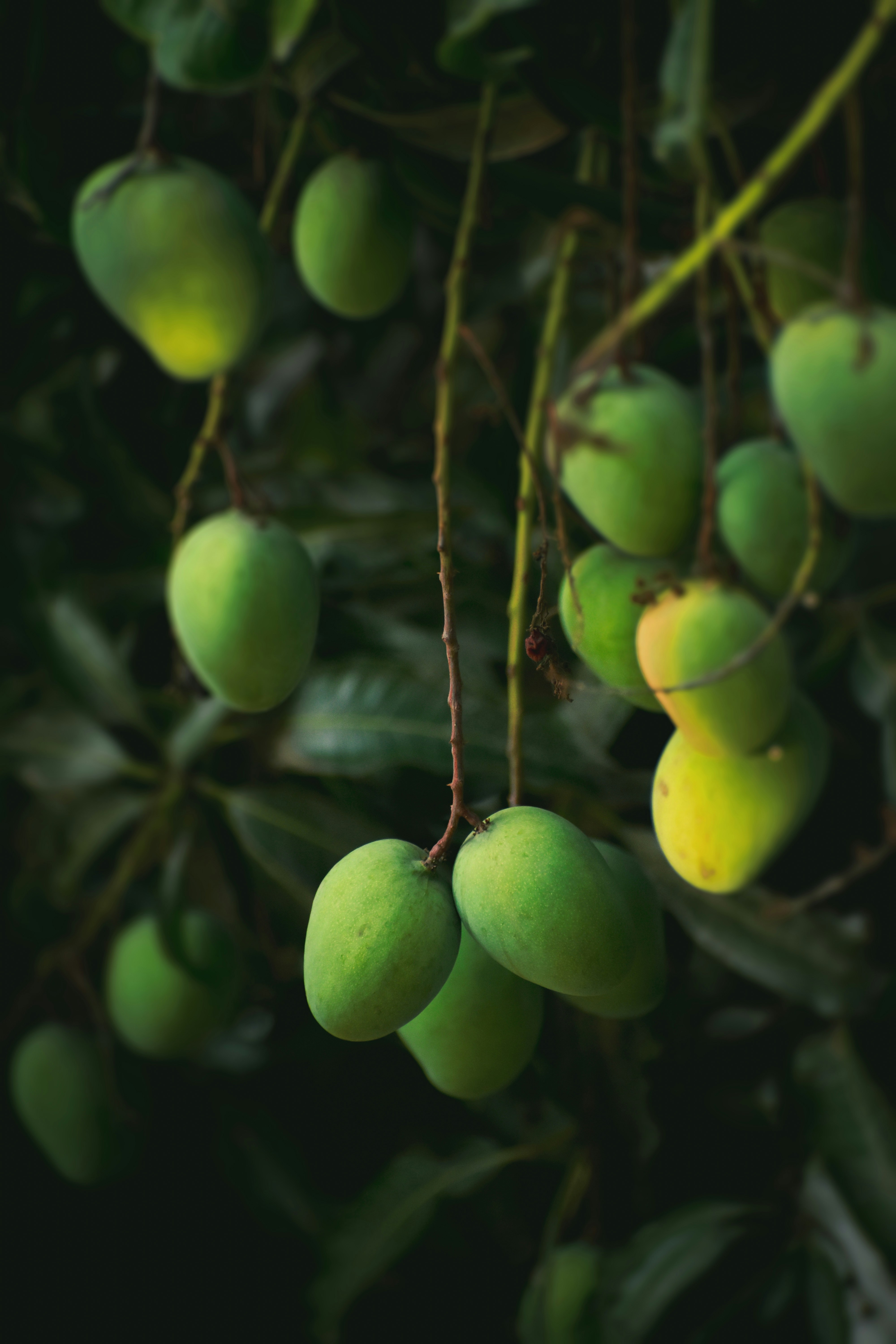 Mangga Apel